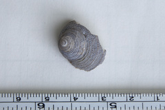 Euchelus asper