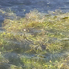 Ranunculus trichophyllus