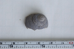 Euchelus asper