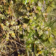 Hydrocotyle sulcata