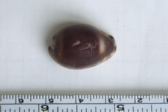 Cypraeidae