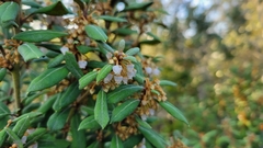 Lyonia ferruginea