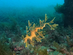 Phycodurus eques