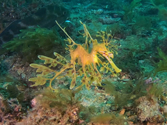 Phycodurus eques