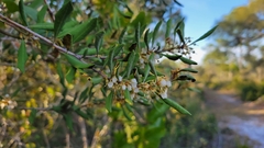 Lyonia ferruginea