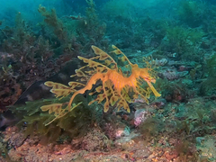 Phycodurus eques