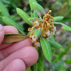 Lyonia ferruginea