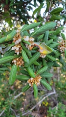 Lyonia ferruginea