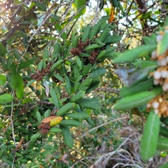Lyonia ferruginea