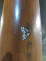 Chrysolarentia gypsomela