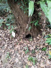 Manis pentadactyla pentadactyla