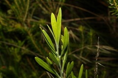 Eriostemon australasius