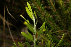 Eriostemon australasius
