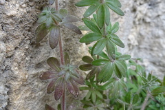 Galium maritimum