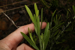 Eriostemon australasius