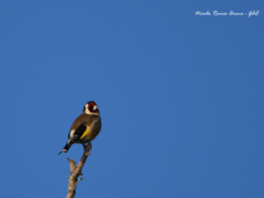 Carduelis carduelis