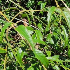 Rubus schmidelioides