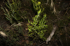 Eriostemon australasius
