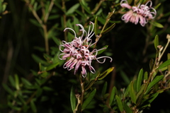 Grevillea sericea