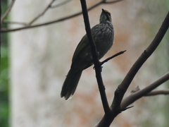 Pycnonotus zeylanicus