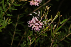Grevillea sericea
