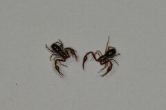Neobisium