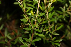 Grevillea sericea