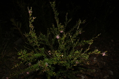 Grevillea sericea