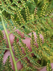 Calochlaena dubia