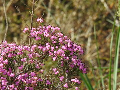 Erica umbellata
