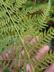 Calochlaena dubia