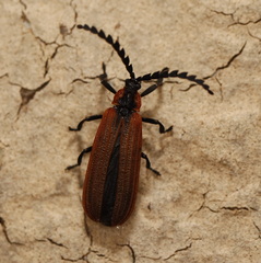 Trichalus ampliatus