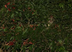 Erythrina crista-galli