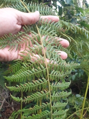 Calochlaena dubia