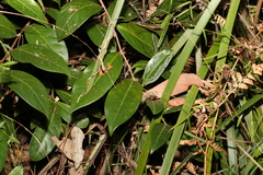 Glochidion ferdinandi