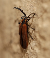 Trichalus ampliatus