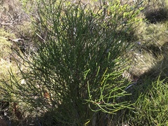 Hakea rostrata
