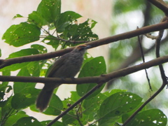 Pycnonotus zeylanicus