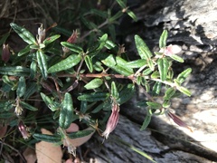 Correa decumbens
