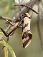 Olbonoma triptycha