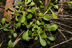 Sphaeromorphaea australis