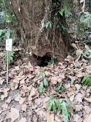 Manis pentadactyla pentadactyla