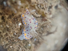 Goniobranchus bombayanus