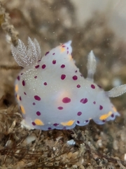 Goniobranchus bombayanus
