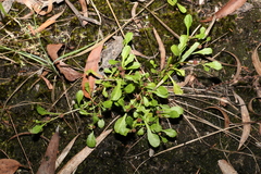 Sphaeromorphaea australis