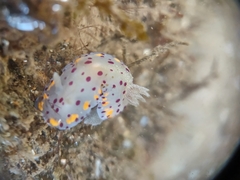 Goniobranchus bombayanus
