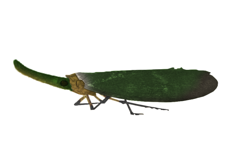 Pyrops fumosus