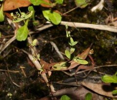 Hypericum gramineum