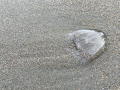 Polyorchis penicillatus