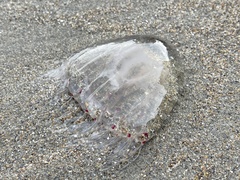 Polyorchis penicillatus